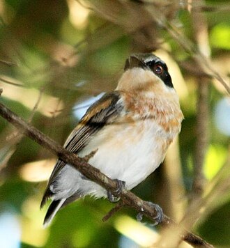 Woodward's Batis (Batis fratrum)
