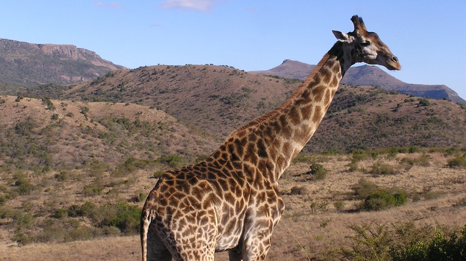 Ithala Game Reserve, KwaZulu-Natal