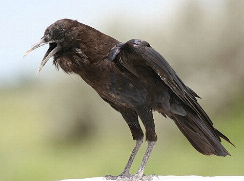 Cape Crow (Corvus capensis)