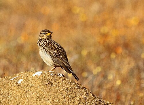 Large-billed Lark (Galerida magnirostris)