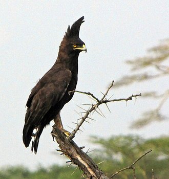 Long-crested Eagle (Lophaetus occipitalis)