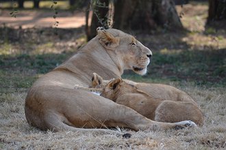 Lion & Safari Park, Gauteng