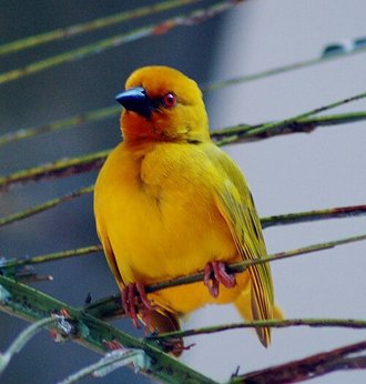 Yellow Weaver (Ploceus subaureus)