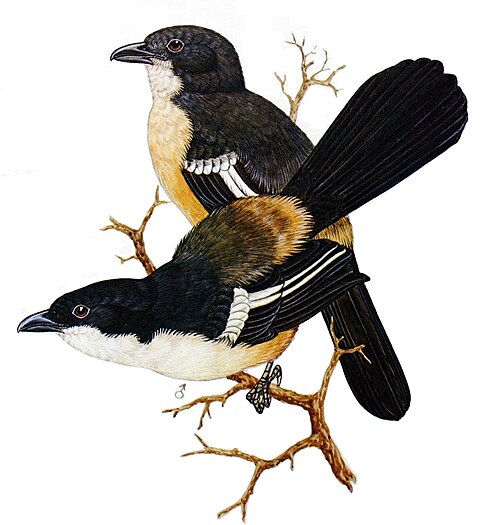 Southern Boubou (Laniarius ferrugineus)