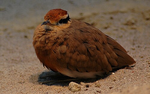 Temminck's Courser (Cursorius temminckii)
