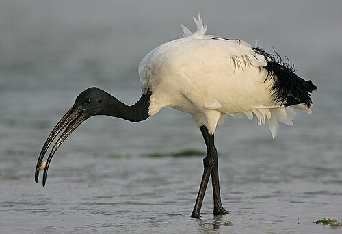 African Sacred Ibis (Threskiornis aethiopicus)