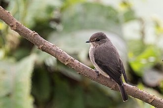 African Dusky Flycatcher (Muscicapa adusta)
