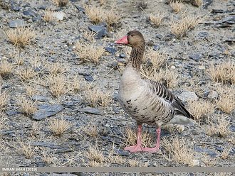Greylag Goose (Anser anser)