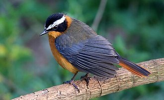 White-browed Robin-Chat (Cossypha heuglini)