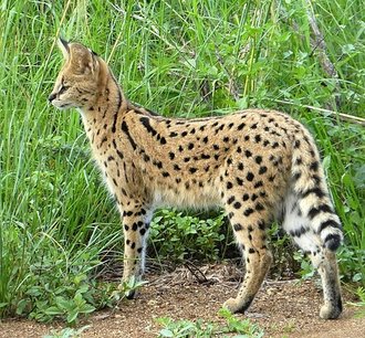 Serval (Leptailurus serval)