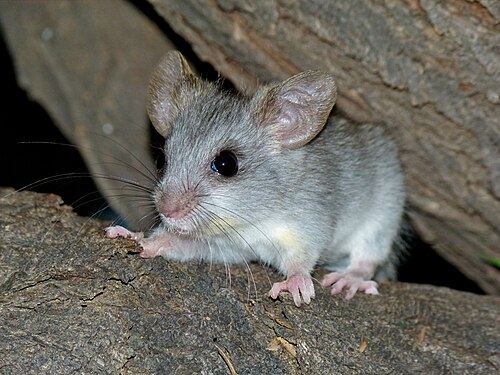 Black-tailed Thallomys (Thallomys nigricauda)