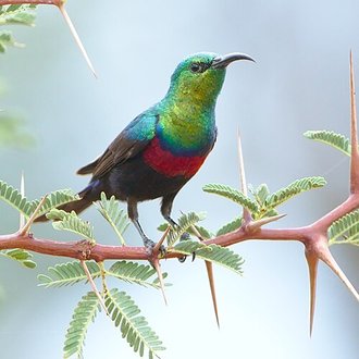 Marico Sunbird (Cinnyris mariquensis)