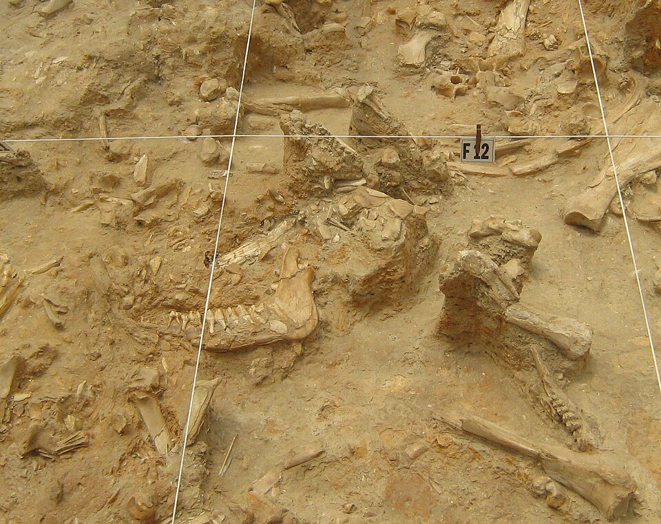 West Coast Fossil Park, Western Cape