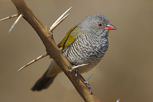 Green-winged Pytilia (Pytilia melba)