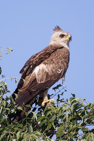 Wahlberg's Eagle (Hieraaetus wahlbergi)