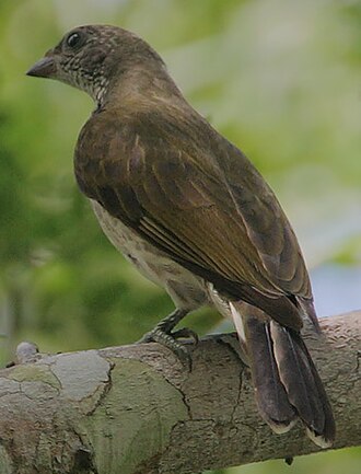 Scaly-throated Honeyguide (Indicator variegatus)