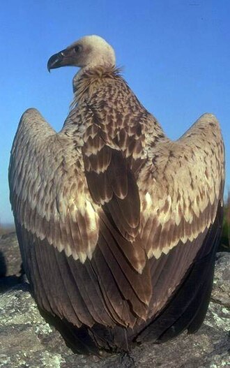 Cape Vulture (Gyps coprotheres)