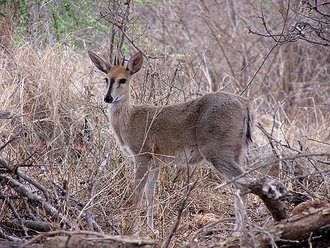 Bush Duiker (Sylvicapra grimmia)