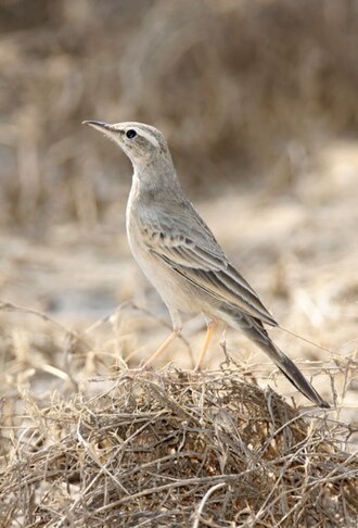 Long-billed Pipit (Anthus similis)
