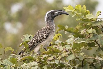 African Grey Hornbill (Lophoceros nasutus)