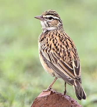 Sabota Lark (Calendulauda sabota)