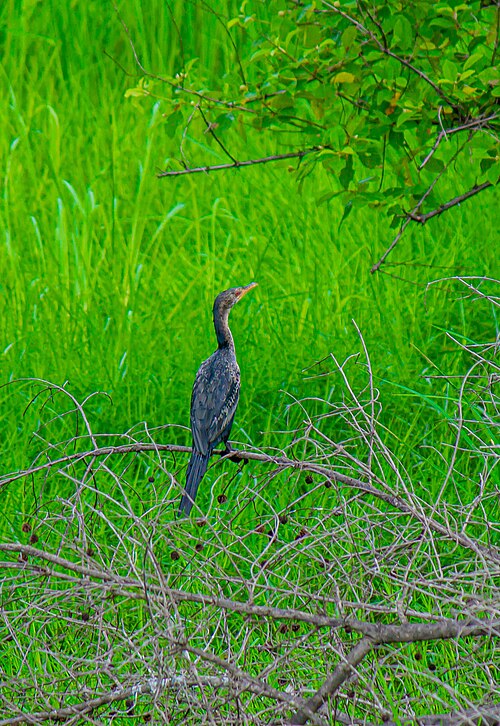 Long-tailed Cormorant (Microcarbo africanus)
