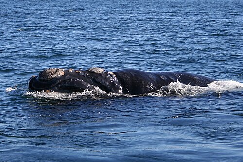 Southern Right Whale (Eubalaena australis)