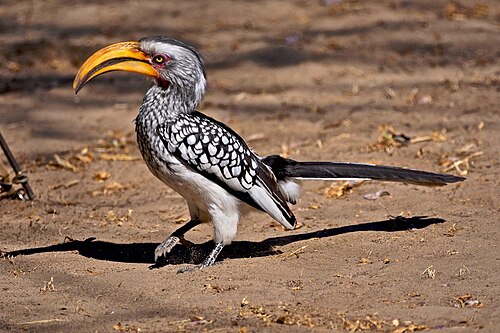 Southern Yellow-billed Hornbill (Tockus leucomelas)