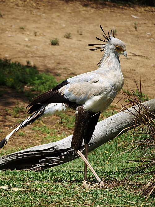 Secretarybird (Sagittarius serpentarius)