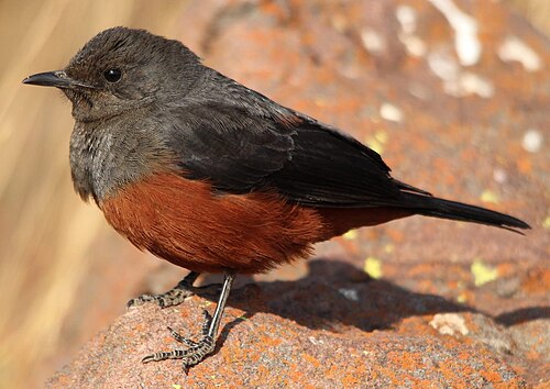 Mocking Cliff Chat (Thamnolaea cinnamomeiventris)