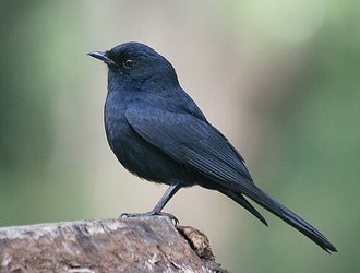Southern Black Flycatcher (Melaenornis pammelaina)