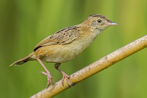 Zitting Cisticola (Cisticola juncidis)