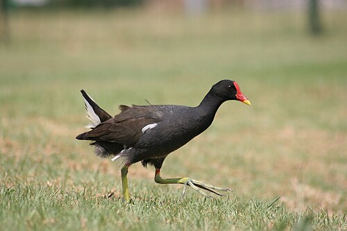 Common Moorhen (Gallinula chloropus)