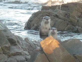 African Clawless Otter (Aonyx capensis)