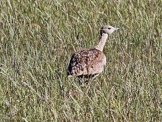 Karoo Bustard (Eupodotis vigorsii)