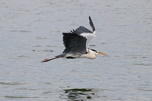 Grey Heron (Ardea cinerea)