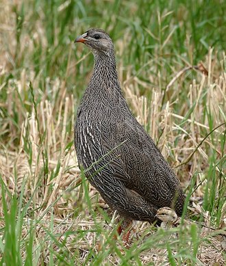 Cape Spurfowl (Pternistis capensis)