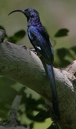Common Scimitarbill (Rhinopomastus cyanomelas)