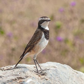 Capped Wheatear (Oenanthe pileata)