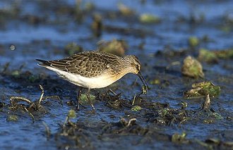 Curlew Sandpiper (Calidris ferruginea)