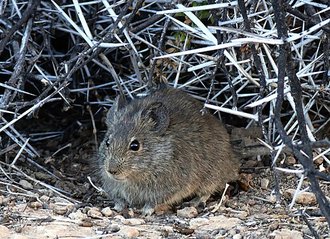 Bush Karroo Rat (Myotomys unisulcatus)