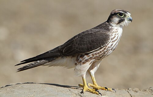 Lanner Falcon (Falco biarmicus)