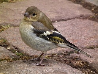 Chaffinch (Fringilla coelebs)