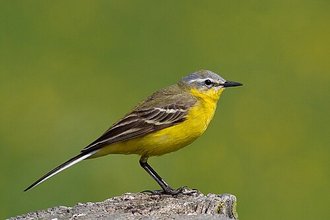 Western Yellow Wagtail (Motacilla flava)