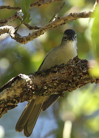 Yellow-streaked Greenbul (Phyllastrephus flavostriatus)