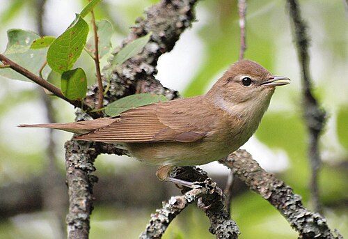 Garden Warbler (Sylvia borin)
