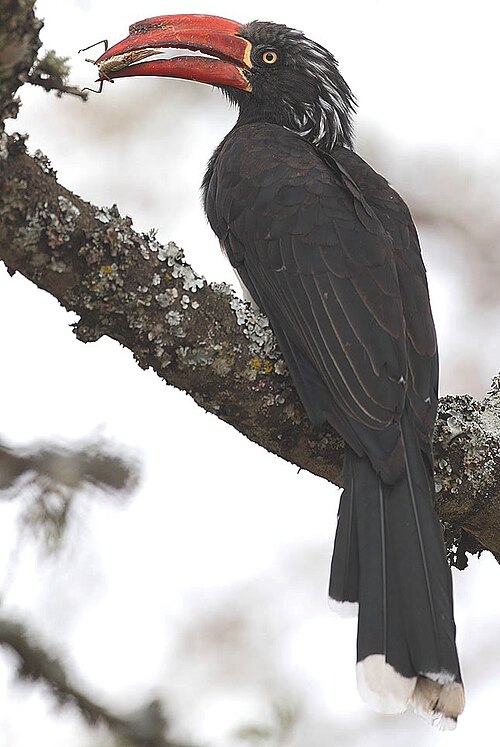 Crowned Hornbill (Lophoceros alboterminatus)