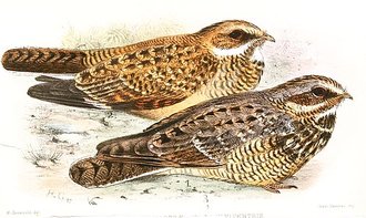 Swamp Nightjar (Caprimulgus natalensis)