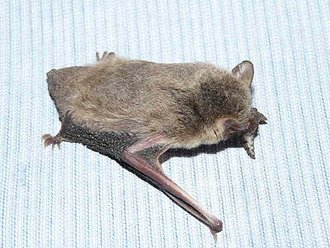 Cape Serotine (Laephotis capensis)