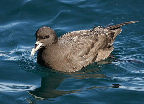 White-chinned Petrel (Procellaria aequinoctialis)